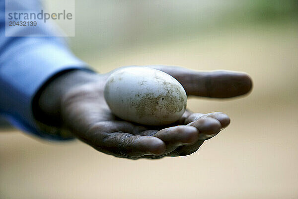 Hand showing an egg of a Nile Crocodille  Crocodylus niloticus