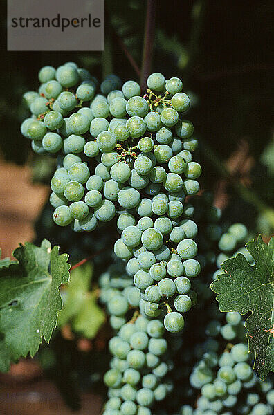 Wine grapes.