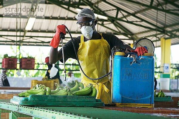 A banana worker spays the green bananas before packing