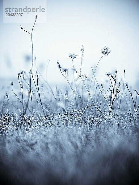 wild flowers in the grass