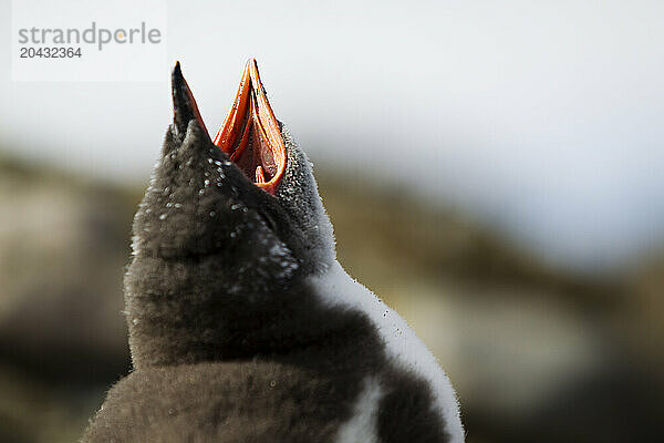 Gentoo Penguin chick (Pygoscelis papua) on Aitcho Island  South Shetland Islands in Antarctica.