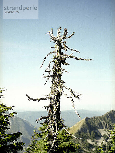 An image of a worn down tree top.