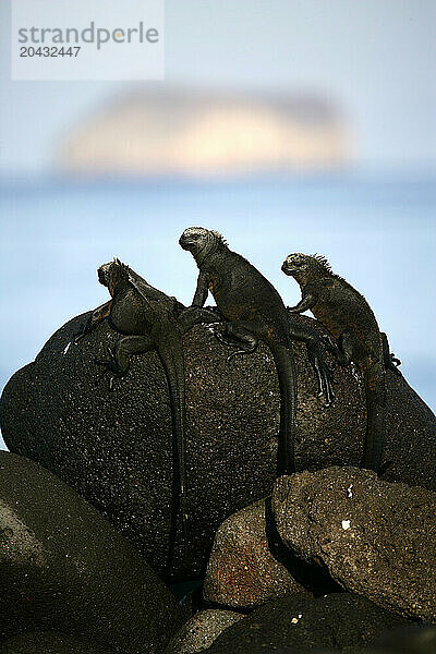 Iguana marina  Amblyrynchus cristatus  Santa Cruz island