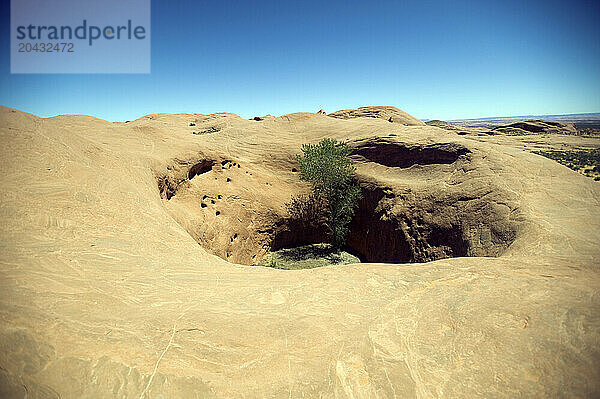 A tree in a sandstone hole in southern Utah