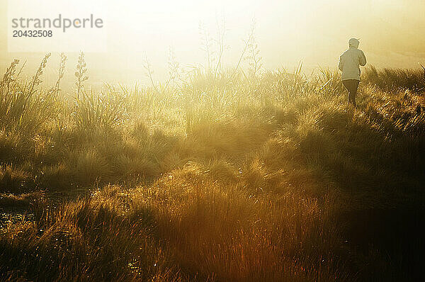 A middle age woman walks into the setting sun and through a field of flax in Southern New Zealand.