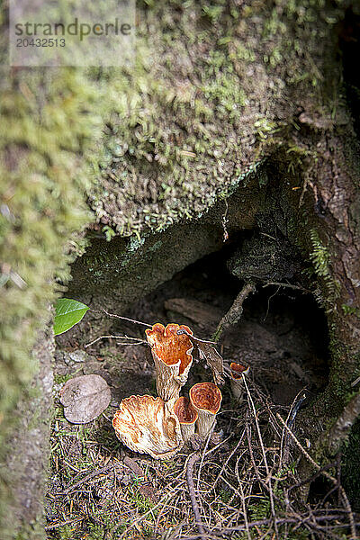 Lobster Mushrooms grow under a woody pocket.