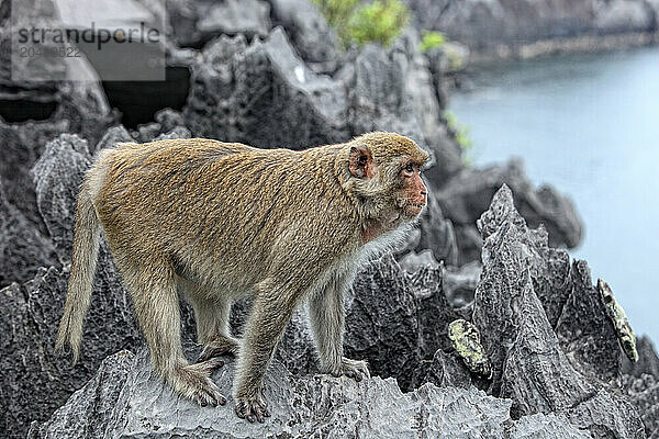 Monkey IslandMonkeysMacaques