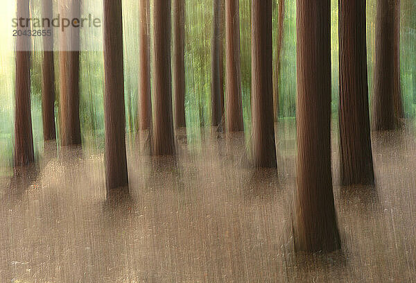 Cypress forest in the Natural Park of Urkiola