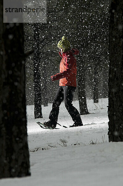 A young woman snowshoes through the woods as snow falls around her  Flagstaff  Arizona.