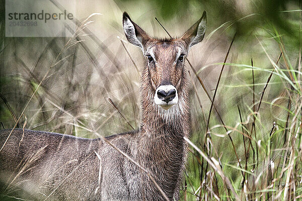 Defassa waterbuck -Kobus ellipsiprymnus-Democratic Republic of Congo Garamba National Park