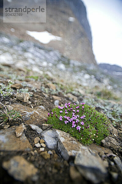 Shallow focus of Moss Campion  Silene acuallis in the alpine zone at Pulsatilla Pass on the Sawback Ridge Trail Banff NP on 7/22/2010