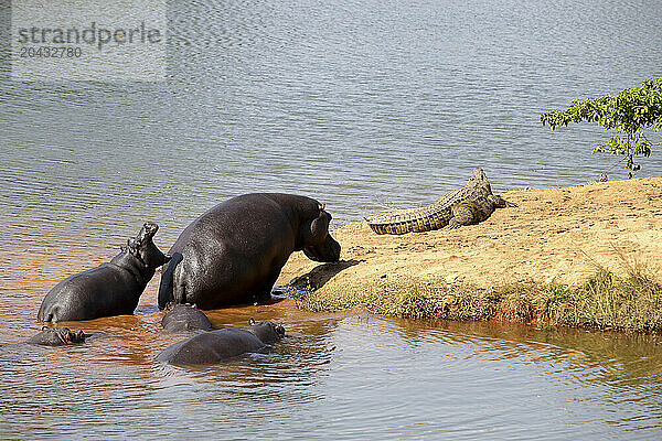 Group of hippos walking out of water near resting crocodile  Swaziland