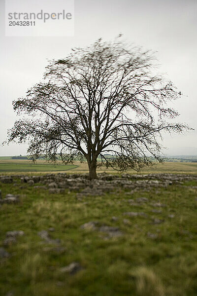 Single tree on rocky soil.