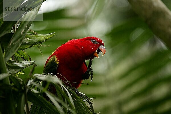 parrot perched on a branch  Bali