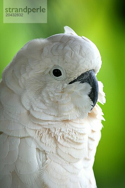 Cacatua