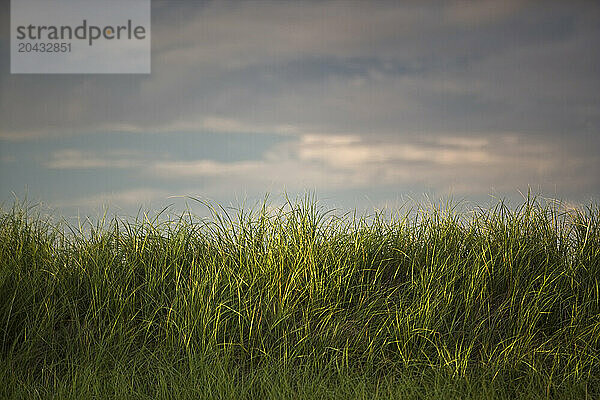 Summer marshland at sunset