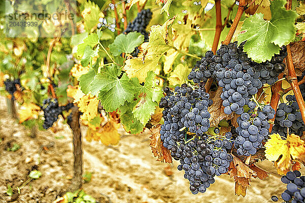 Landscape with vineyards at La Rioja (Spain)