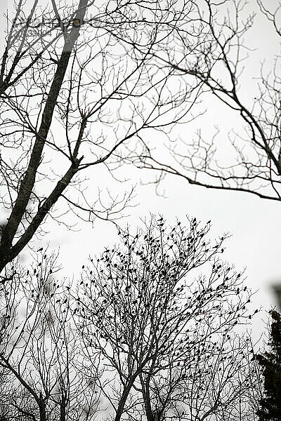 A flock of birds roost in leafless tree branches