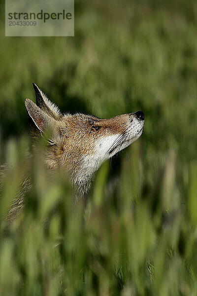 Fox- Vulpes vulpes