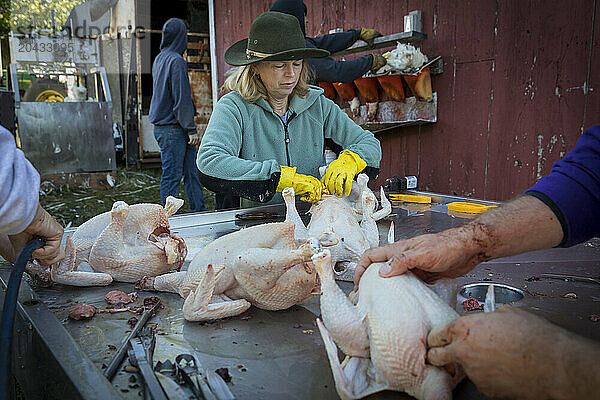 Group of people preparing chickens outside slaughterhouse  Elk Hart Lake  Wisconsin  USA