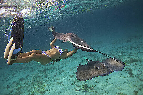 People swim and dive with stingrays underwater.