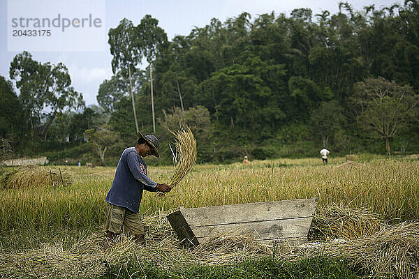 Indonesian Rice Farmer in Tana Toraja on Sulawesi