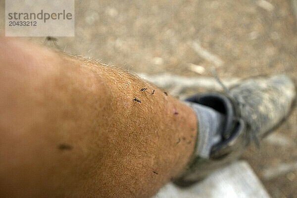 A close up in shallow focus of a man's dirty leg of a backpacker covered in mosquitoes in Jasper National Park  Alberta Canada on 7/28/2010