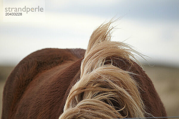 Detail of the Icelandic horse