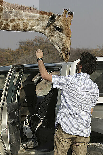 Tourist watching giraffe (giraffa camelopardalis giraffa)  on a walking safari  Okavango Delta  Botswana