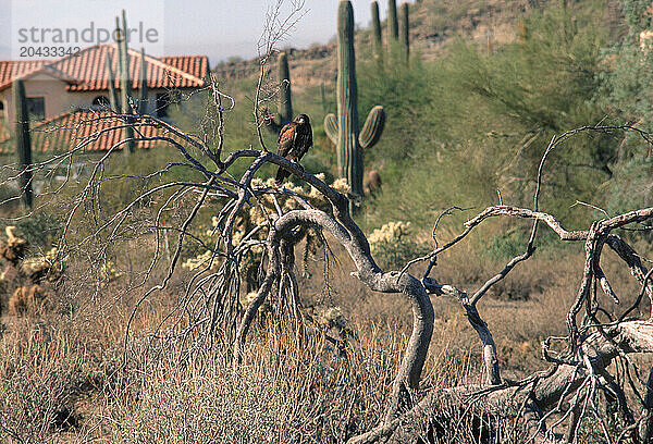 bird  arizona  desert  southwest  USA