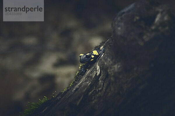 Salamanders on rotten oak log