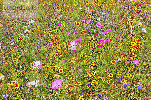 Field of flowers in rural landscape