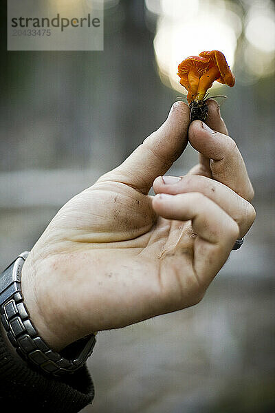 A young man holds out a Gymnopilus ventricosus mushroom in a forest.