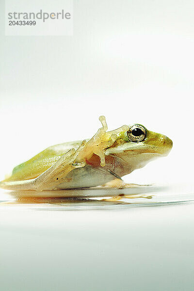 A small tree frog sticks to the side of a glass jar against a white background.