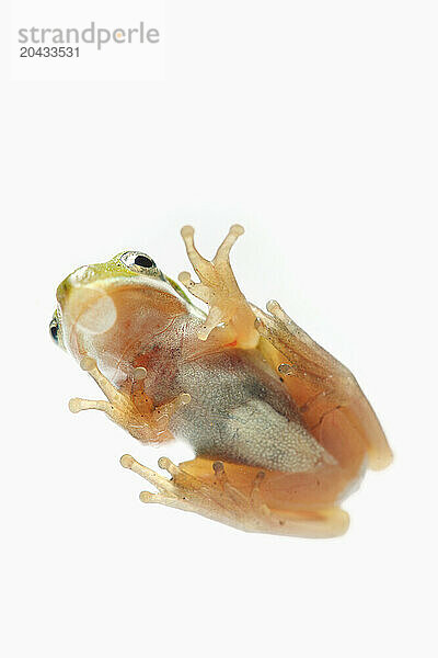 A small tree frog sticks to the side of a glass jar against a white background.