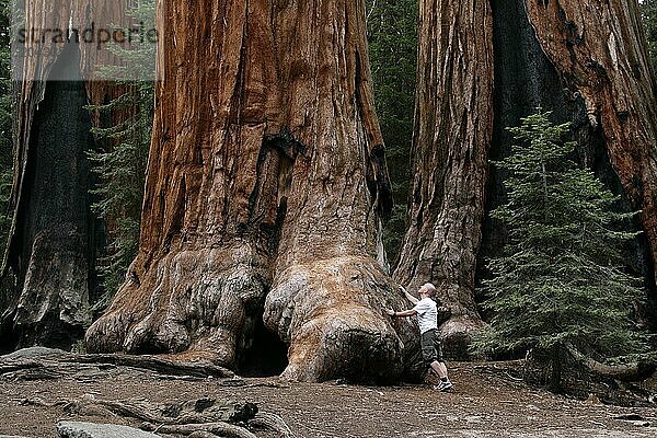 A male hiker next to a giant sequoia tree in Sequoia National Park.