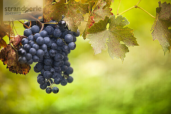 Vineyard field and ripe grape crops in wine country