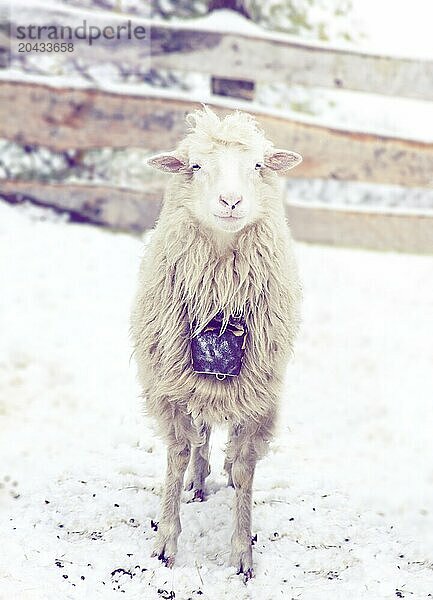 Sjenicka sheep in southwest Serbia