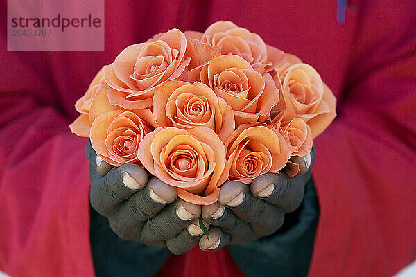 Hands holding orange roses.