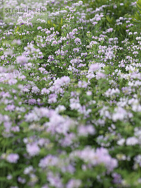 field of wild flowers in maine