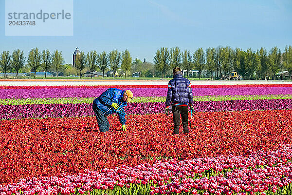 Two Male Workers In Colorful Tulip Fields In Early Spring