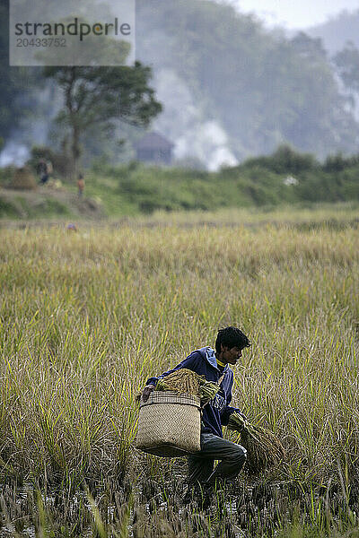 Indonesian Rice Farmer in Tana Toraja on Sulawesi