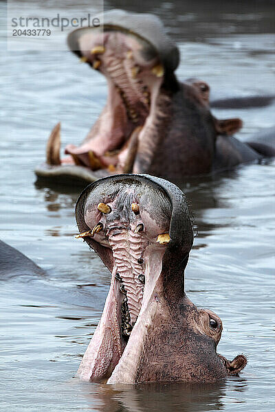 Hippo -Hippopotamus amphibius-Democratic Republic of Congo Garamba National Park Garanba river