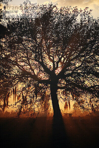 A fast-moving wildfire glows bright orange in the distance  seen through a large tree near a coastal tourist town in South Caro