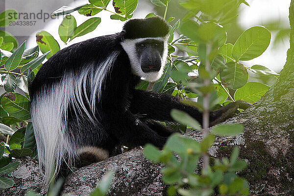 Colobus guerezaDemocratic Republic of Congo Garamba National Park