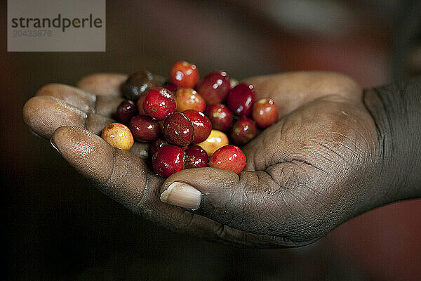 A hand holding red coffee beans  fresh from the tree.