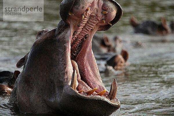 Hippo -Hippopotamus amphibius-Democratic Republic of Congo Garamba National Park Garamba river