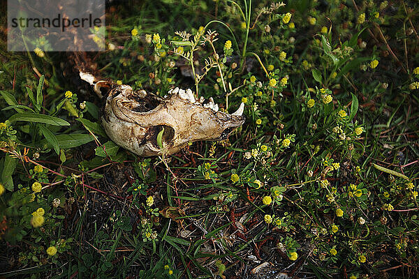 The skull of a dog lies in grass and flowers.