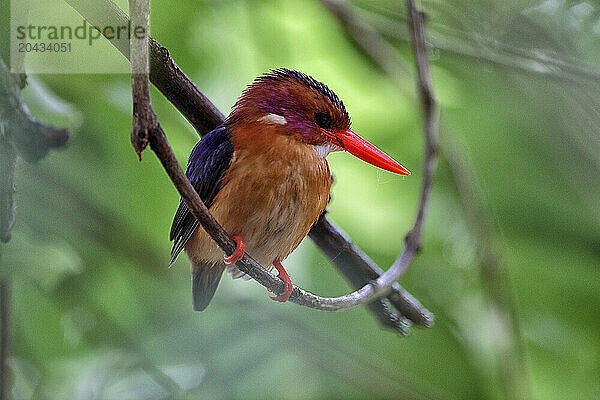 Kingfisher on Garamba National ParkBlack-backed kingfisher or three fingers Kingfisher (Ceyx erithaca)