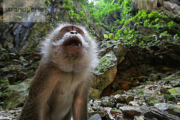 A monkey looks up on the stairs leading to the Batu Cavees  a Hindu shrine